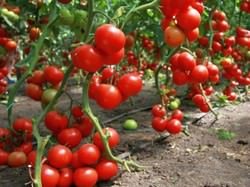 Посадка розсади томатів у відкритий грунт