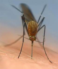 Способи допомогою після укусів комарів