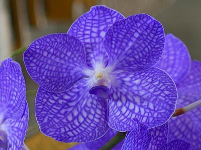 Вирощування і догляд за орхідеєю ванда в домашніх умовах