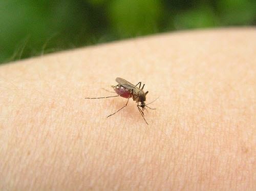 Як позбутися від комариних укусів?