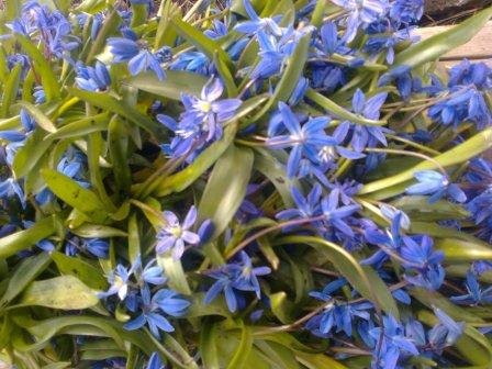 Пролісок блакитний пролісок квітка