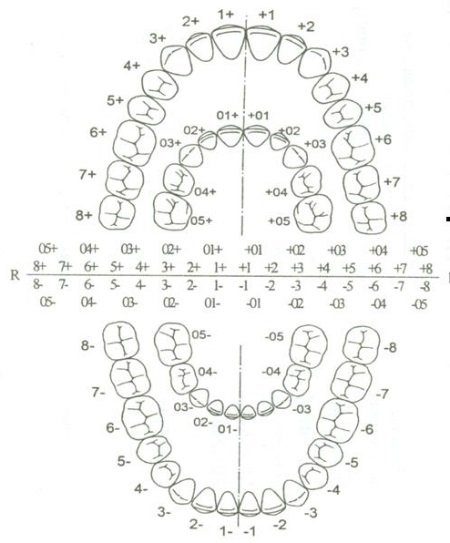Як у стоматології нумеруються зуби