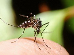 Способи допомогою після укусів комарів