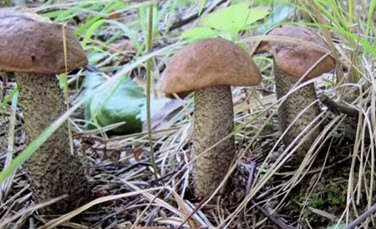 Що таке гриби   Диво природи