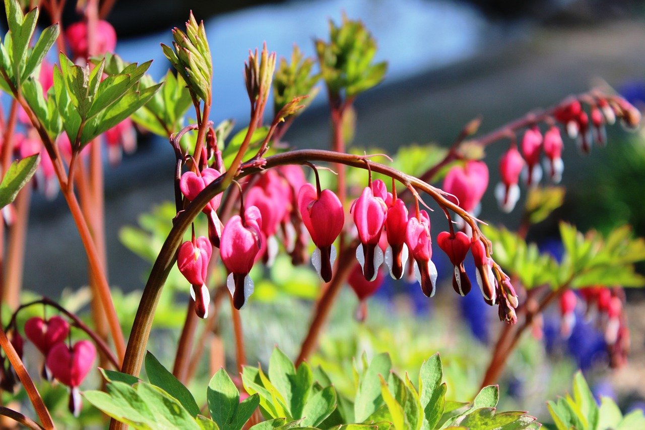Дицентра   квітка розбите серце: 7 фактів про рослину + фото