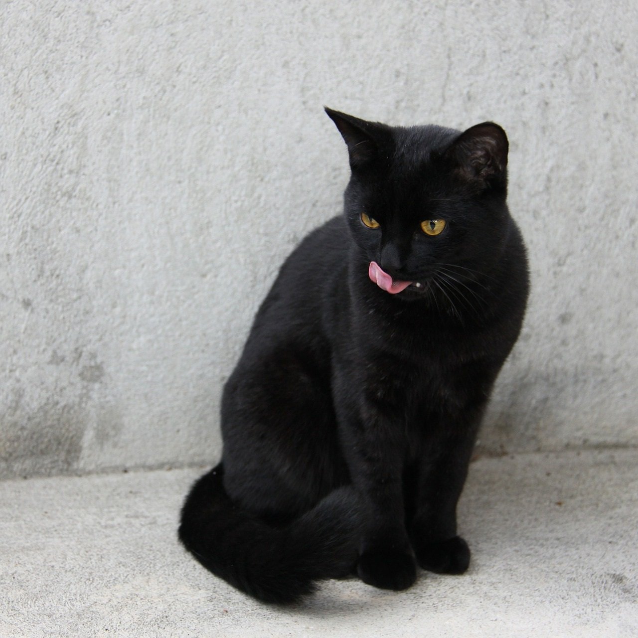 Чорні коти і кішки   16 характеристик тварин, особливості догляду