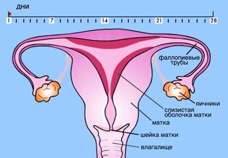 Що робити, якщо збився менструальний цикл?