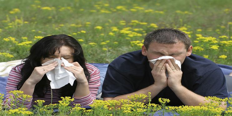 Алергія   бич 21 століття