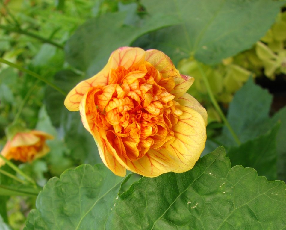 Квітка абутилон в домашніх умовах   7 умов успішної зимівлі