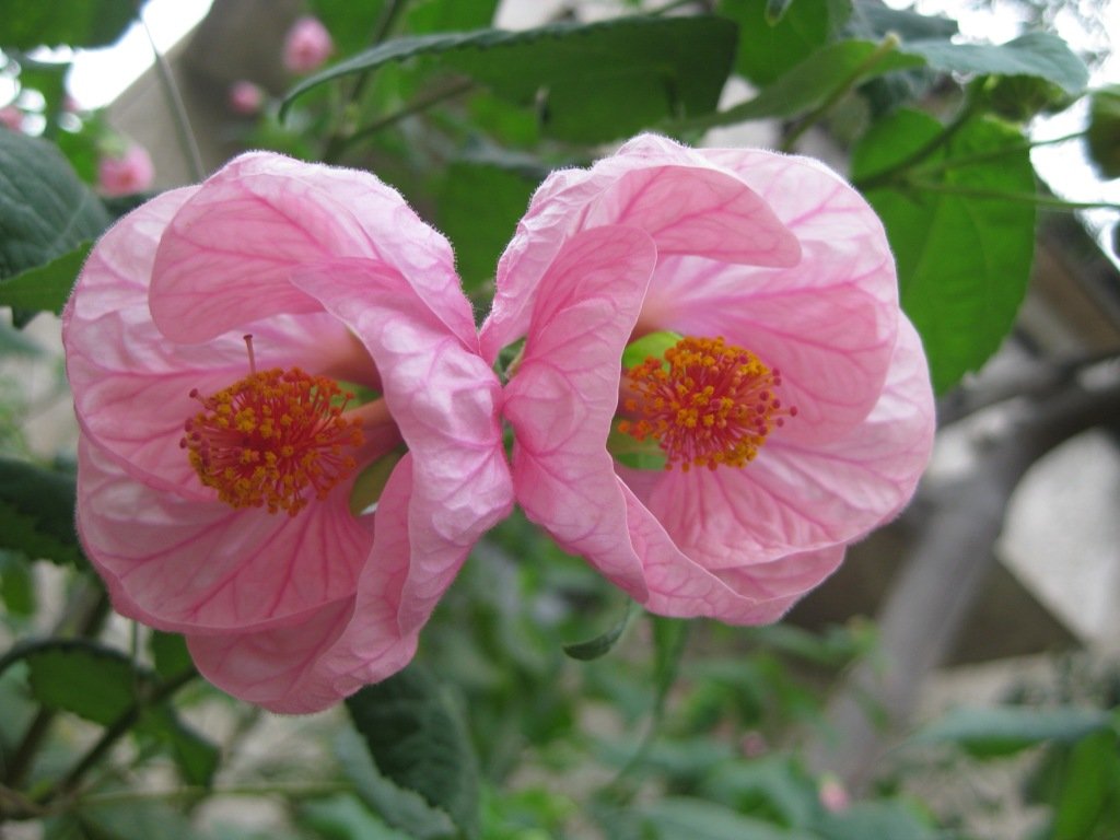 Квітка абутилон в домашніх умовах   7 умов успішної зимівлі
