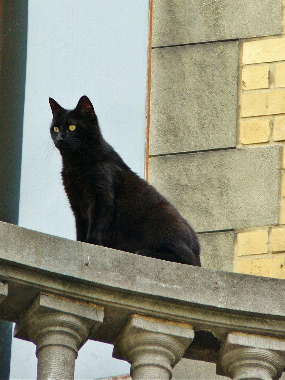 Чорні коти і кішки   16 характеристик тварин, особливості догляду