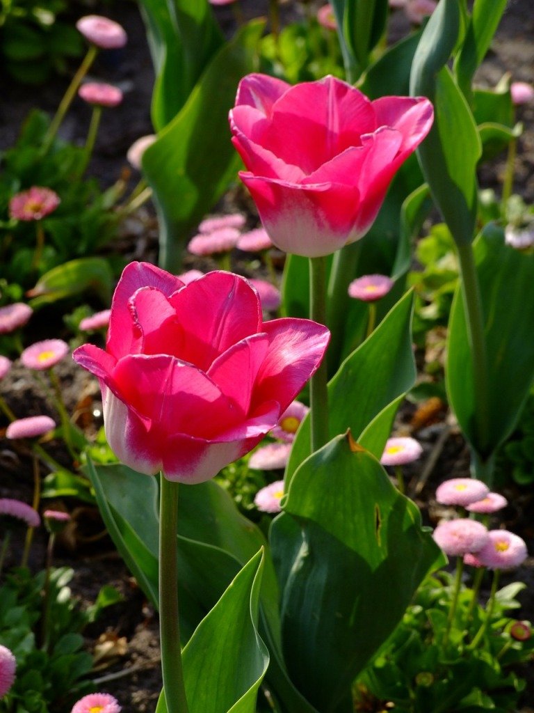 Тюльпани в саду нашої читачки (фото) або Садимо тюльпани правильно