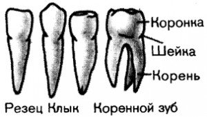 Скільки зубів у людини всього