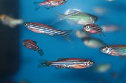10 невибагливих акваріумних рибок