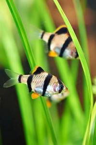 10 невибагливих акваріумних рибок