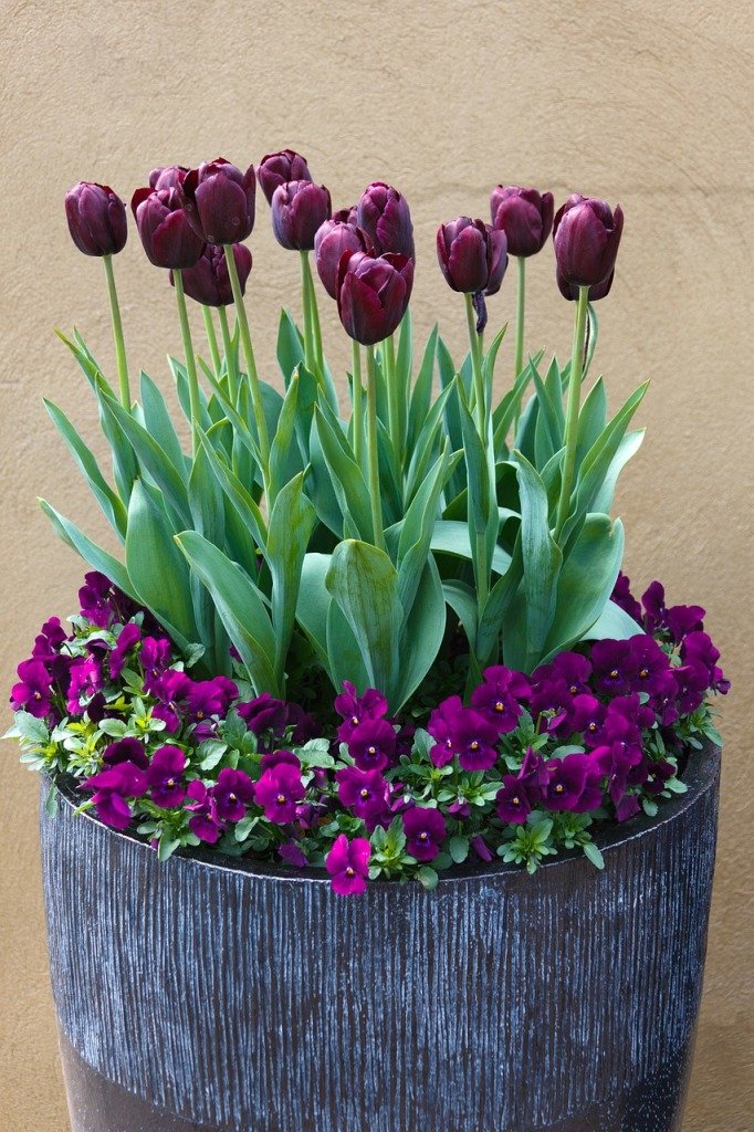 Схеми посадки квітника з тюльпанами (фото) або Як красиво посадити тюльпани?