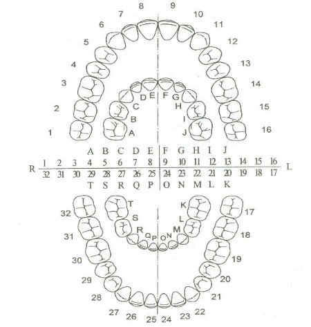 Як у стоматології нумеруються зуби