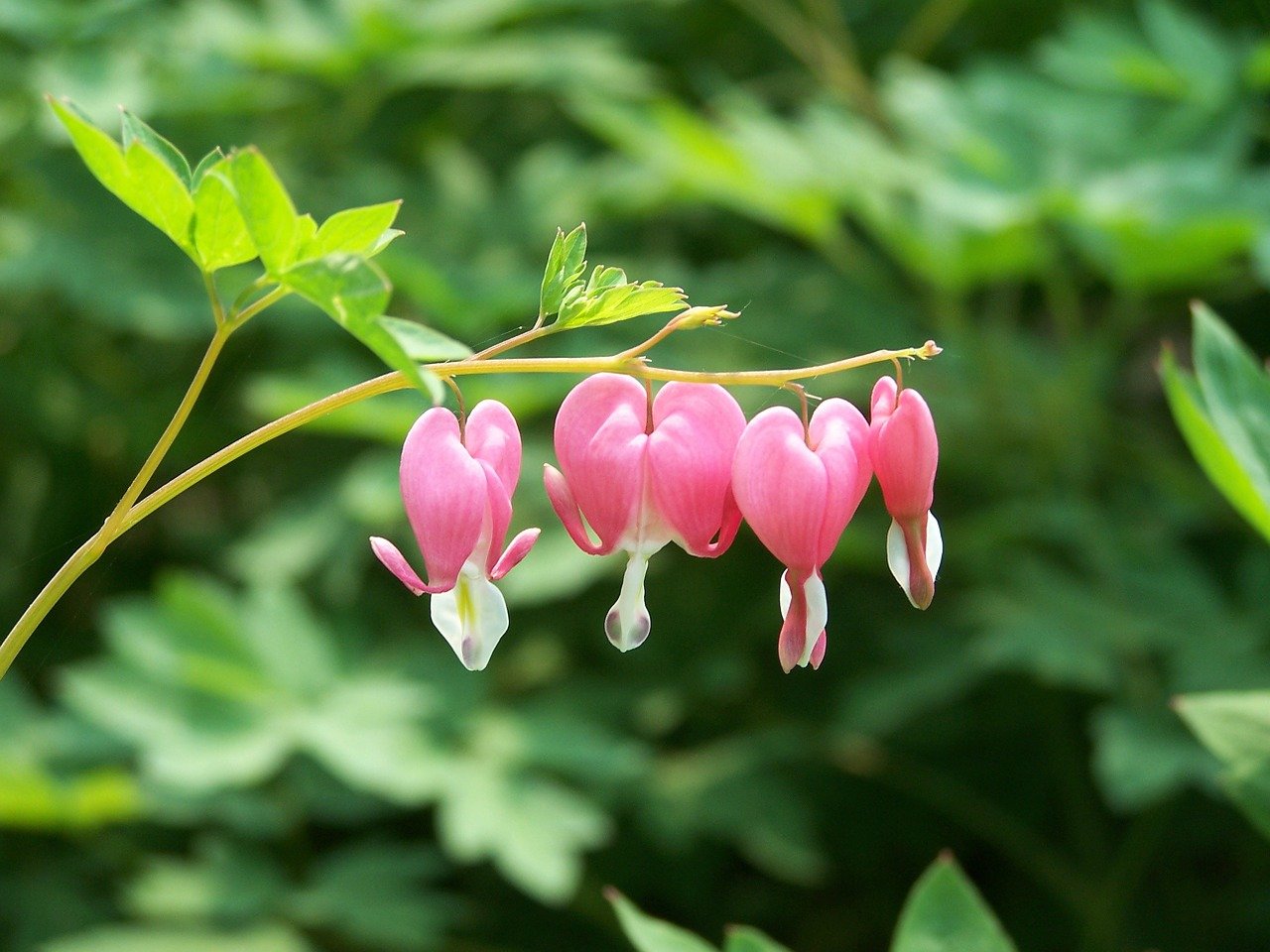 Дицентра   квітка розбите серце: 7 фактів про рослину + фото