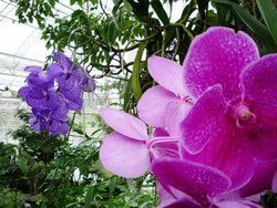 Вирощування і догляд за орхідеєю ванда в домашніх умовах