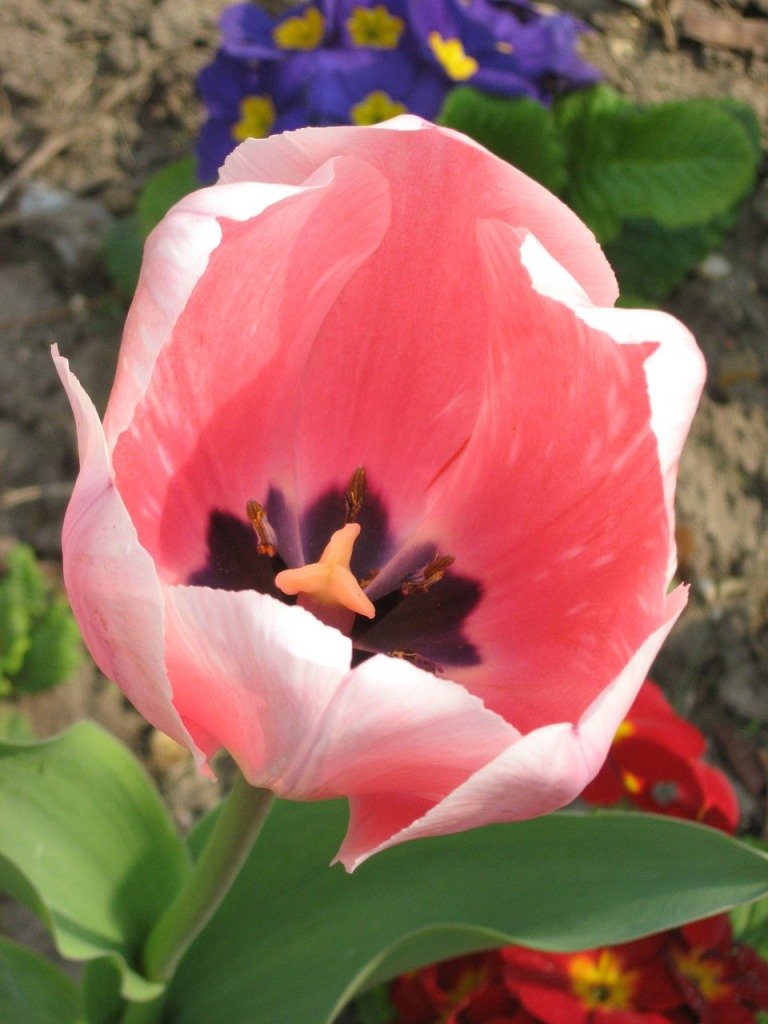 Тюльпани в саду нашої читачки (фото) або Садимо тюльпани правильно