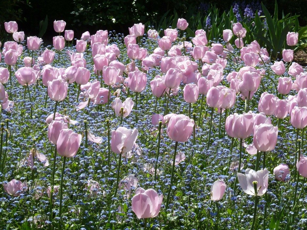 Схеми посадки квітника з тюльпанами (фото) або Як красиво посадити тюльпани?