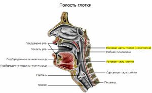 Причини гострого та хронічного фарингіту