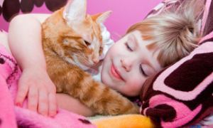 Фелинотерапия (кошкотерапия): кішки лікують хвороби людей
