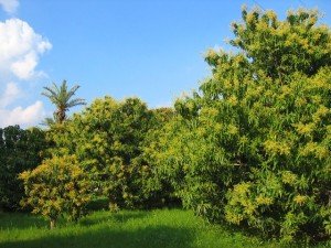 Диво сад — як виростити манго з кісточки