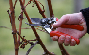 Як правильно робити обрізання плодових дерев