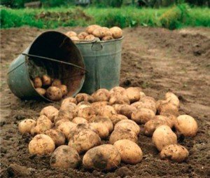 Коли копати картоплю