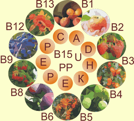 Вітаміни, розчинні у воді (B, C і P)