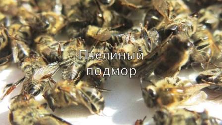 Правила лікування простатиту бджолиним підмором і огляд його властивостей