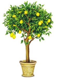 Чому жовтіє листя лимона