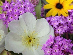 Примула садова — фото расстения, лікувальні властивості