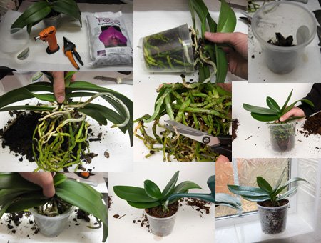 Правильний догляд за орхідеєю фаленопсис в домашніх умовах