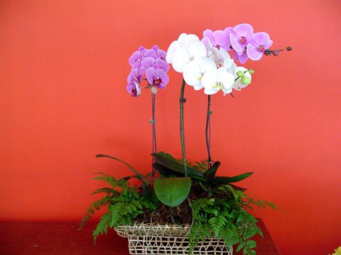 Правильний догляд за орхідеєю фаленопсис в домашніх умовах