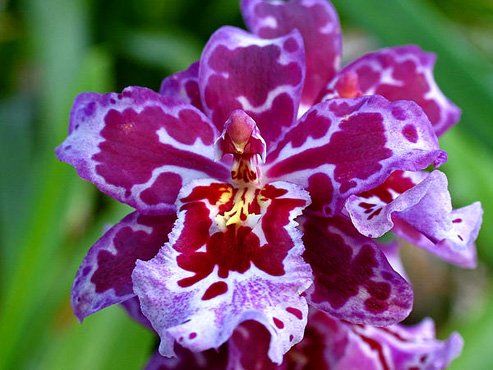 Догляд за орхідеєю Камбрія