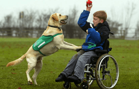 Каністерапія: собаки — терапевти лікують людей