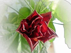 Як доглядати за китайською трояндою