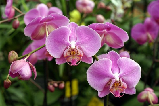 Як поливати орхідею: головні правила