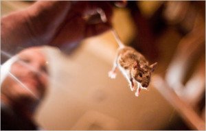 Як позбутися мишей в квартирі