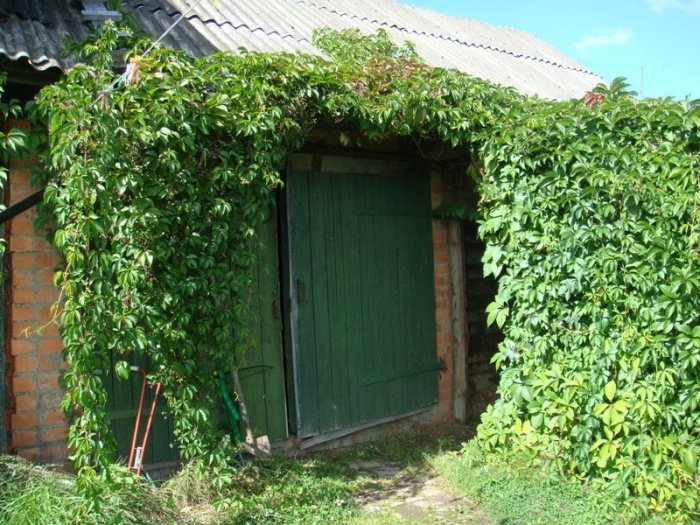 Озеленення дачного будинку виноградом