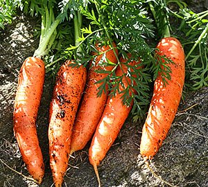 Як виростити хорошу моркву на дачі