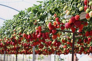 Вирощування полуниці в теплиці: секрети догляду