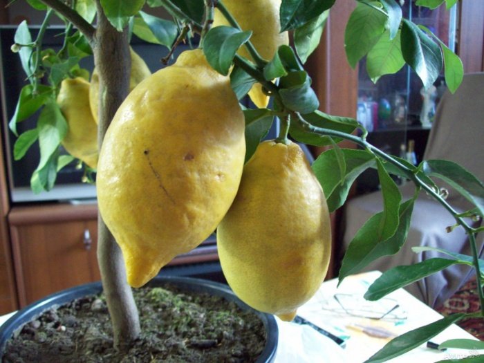 Розмноження цитрусових живцями (Лимон, гранат, мандарин)
