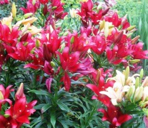Квіти лілії: сорти, види та гібриди в саду.