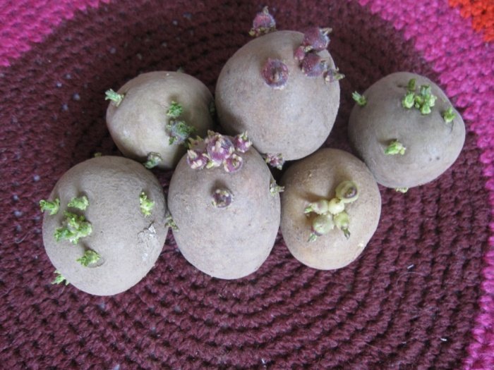 Вирощування картоплі паростками