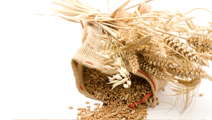 Масло зародків пшениці – використання в приготуванні натуральної косметики!