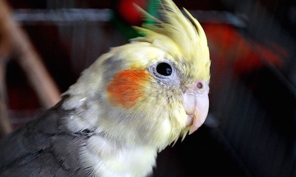 Як слід доглядати за папугою в домашніх умовах