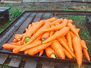 Кращі попередники для моркви